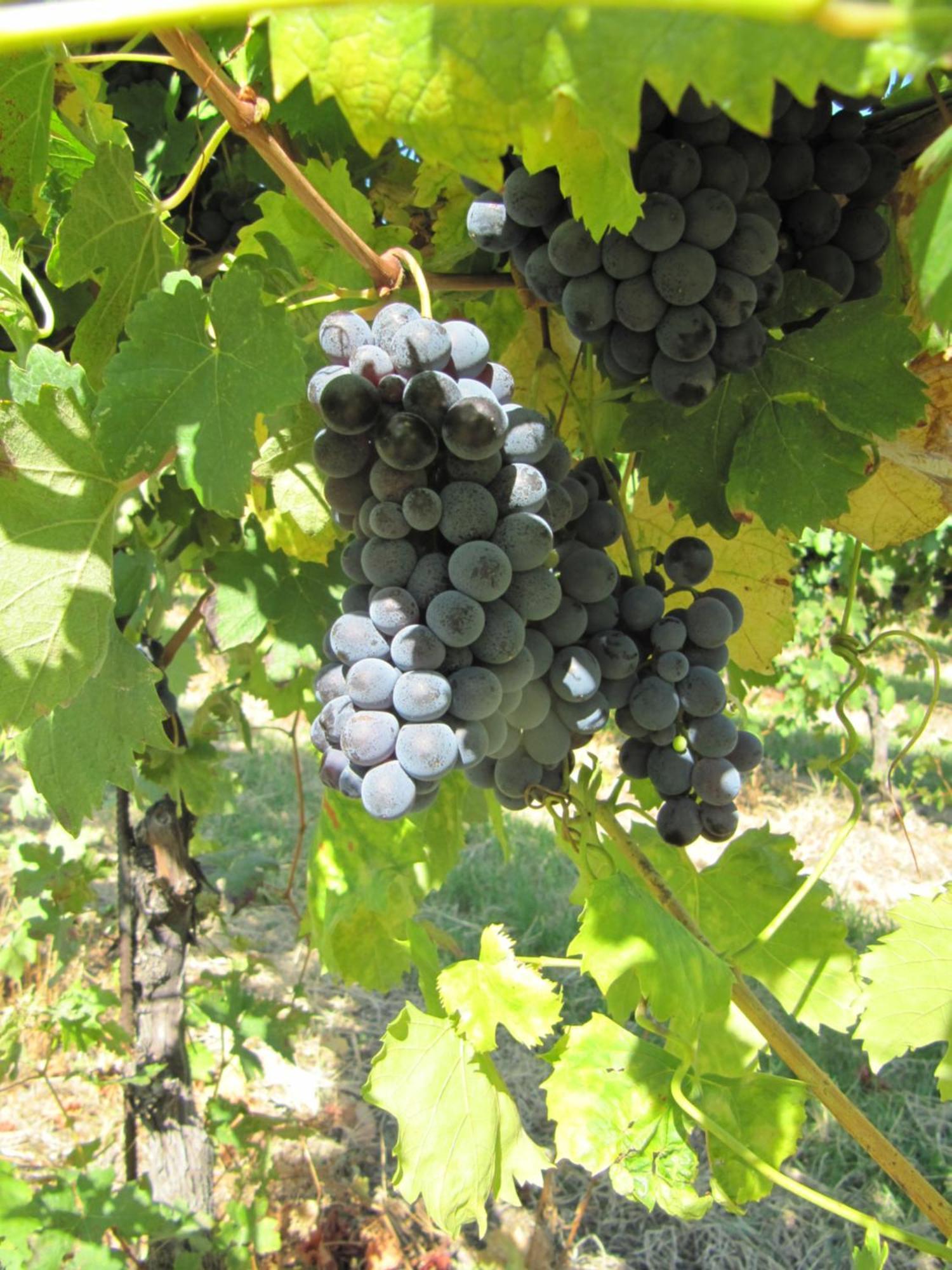 Podere Riosto Cantina&Agriturismo Pianoro Kültér fotó