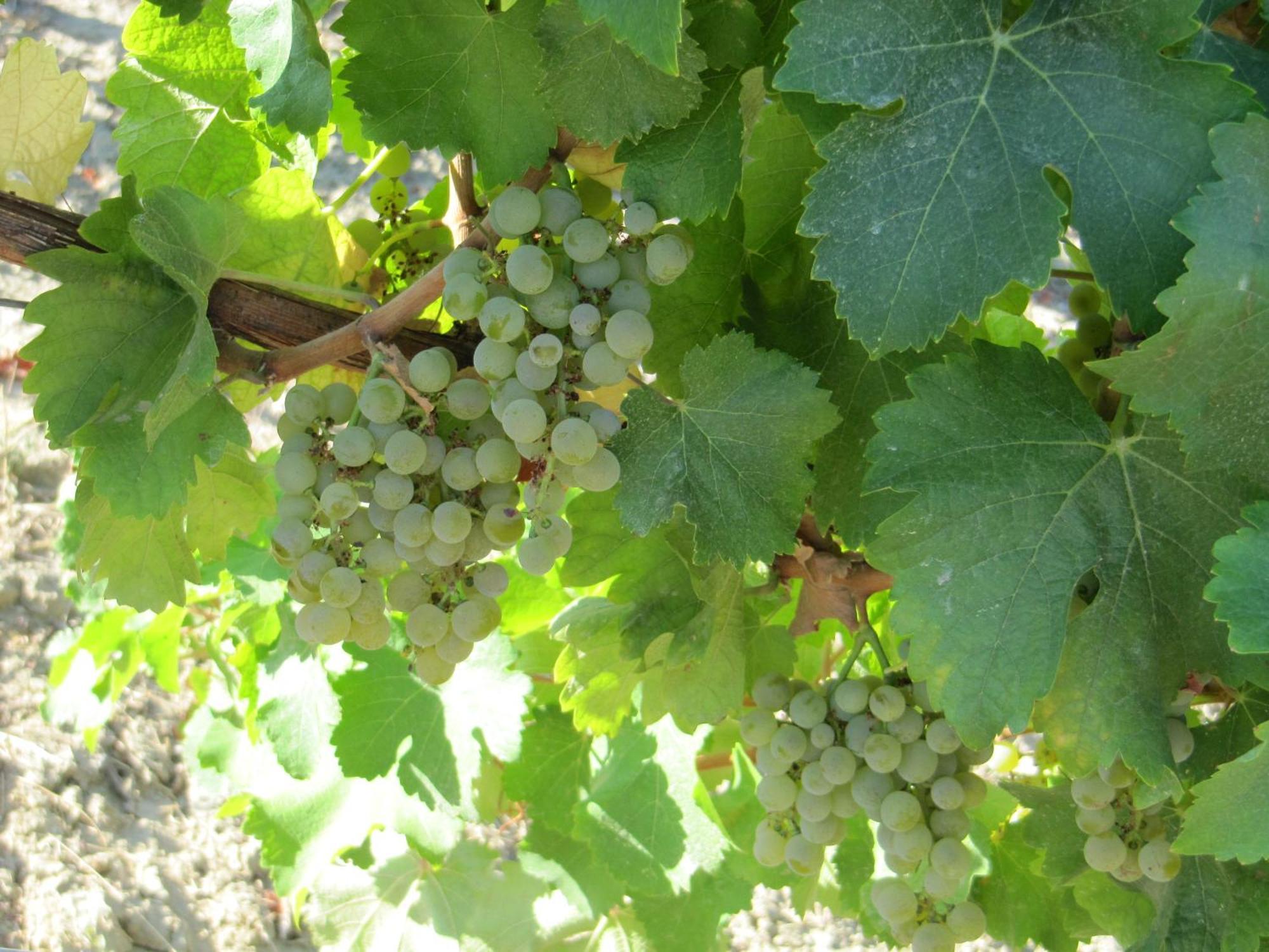 Podere Riosto Cantina&Agriturismo Pianoro Kültér fotó